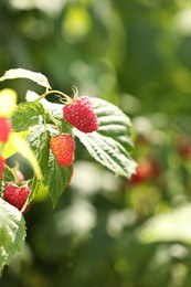 Red raspberries growing on bush outdoors, closeup