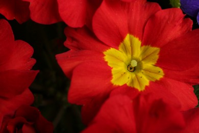 Photo of Beautiful primula (primrose) plant with red flowers, above view. Spring blossom