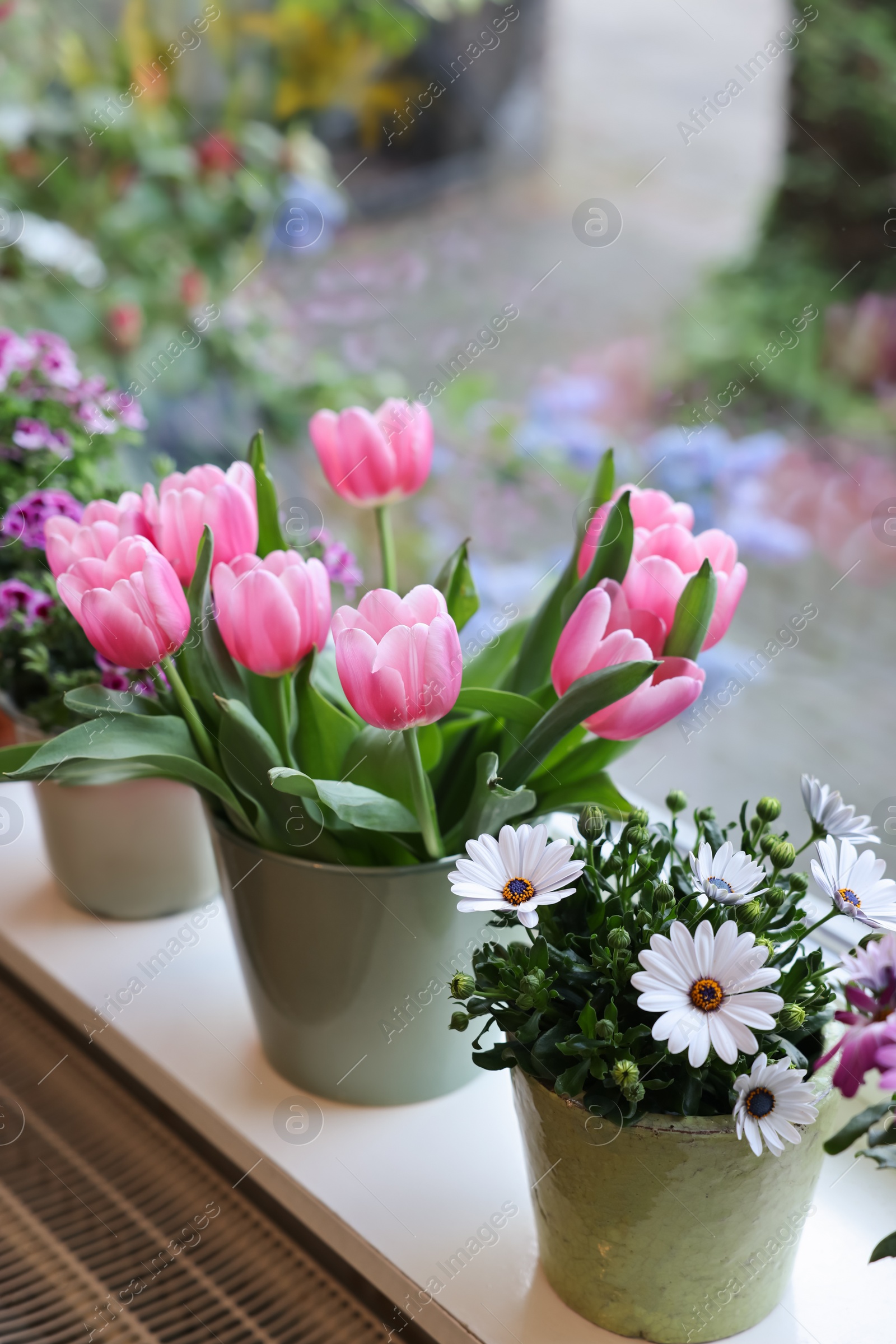 Photo of Many beautiful blooming potted plants on windowsill indoors