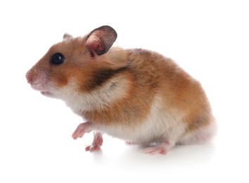 Photo of Adorable hamster on white background. Lovely pet