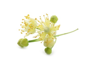 Photo of Beautiful linden tree blossom isolated on white