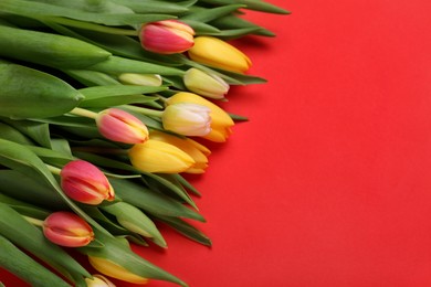 Photo of Beautiful tulips on red background. Space for text