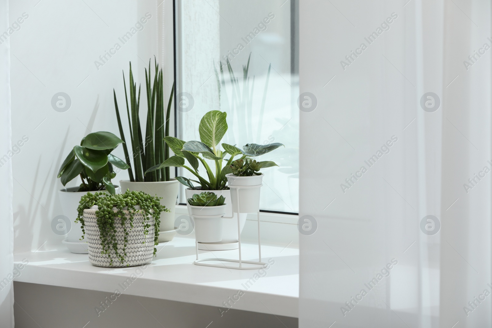 Photo of Many beautiful potted houseplants on windowsill indoors