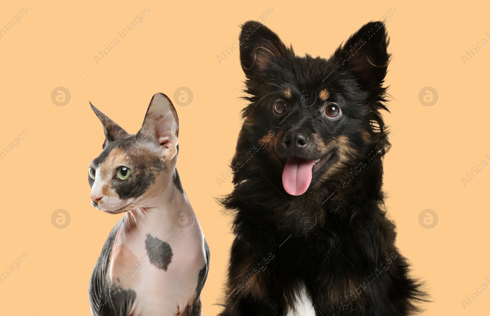 Image of Cute dog and cat on beige background. Lovely pets