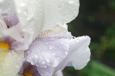 Photo of Beautiful white iris flower with dew drops outdoors, closeup