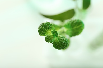 Photo of Green plant on blurred background, closeup with space for text. Biological chemistry