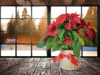 Image of Christmas traditional poinsettia flower in pot on table near window. Space for text