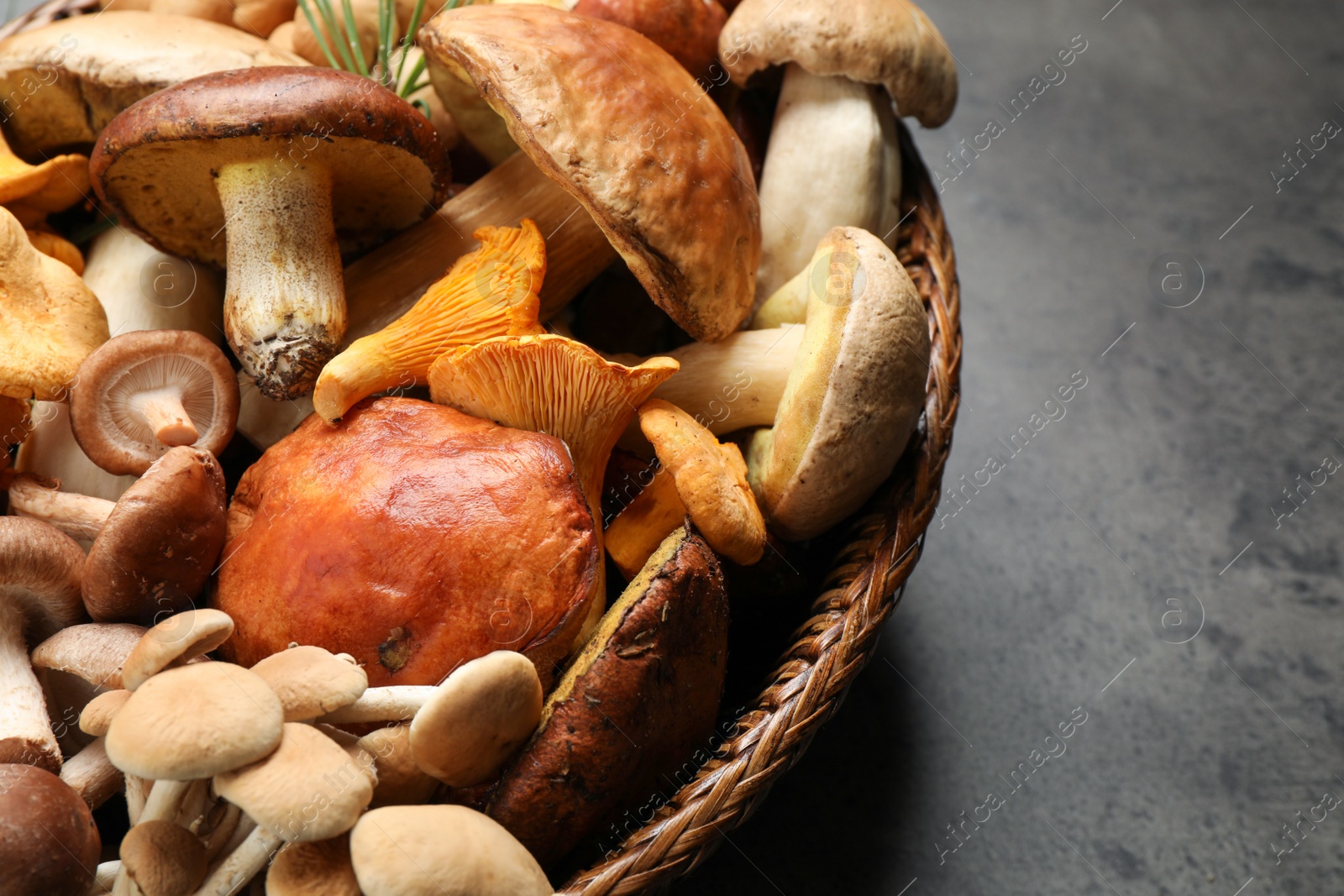 Photo of Different fresh wild mushrooms on grey table, closeup