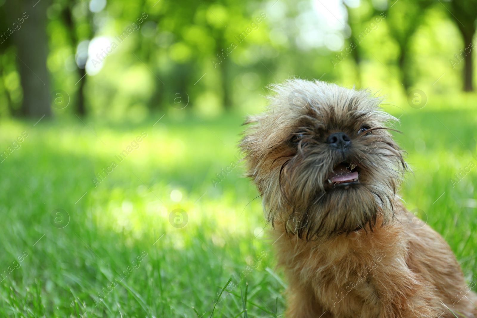 Photo of Cute fluffy dog on green grass in park. Space for text