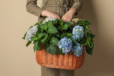 Photo of Woman with basket of beautiful hortensia flowers on beige background, closeup