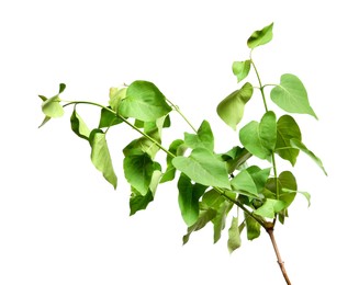 Photo of Branch of lilac bush with young fresh green leaves isolated on white. Spring season