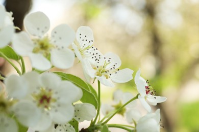 Photo of Tree with beautiful white blossom outdoors on spring day, closeup