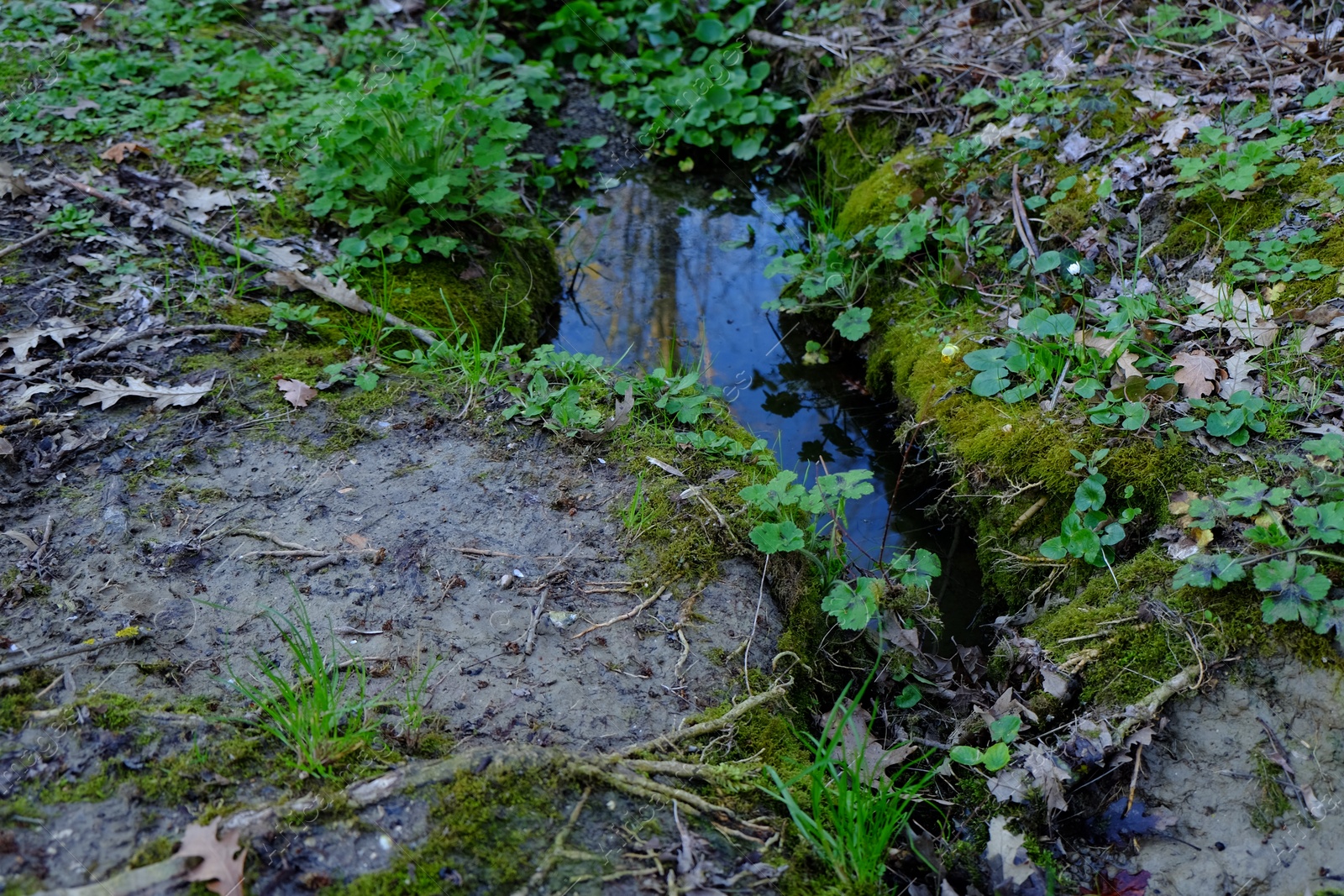 Photo of View of green moss, plants and puddle outdoors