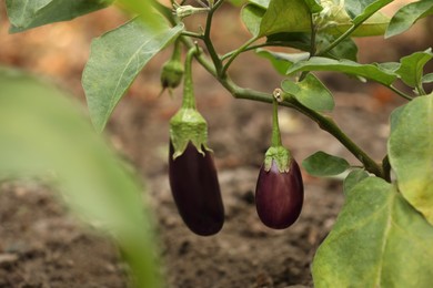 Photo of Small ripe eggplants growing on stem outdoors