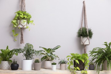 Photo of Many different potted houseplants indoors. Interior element