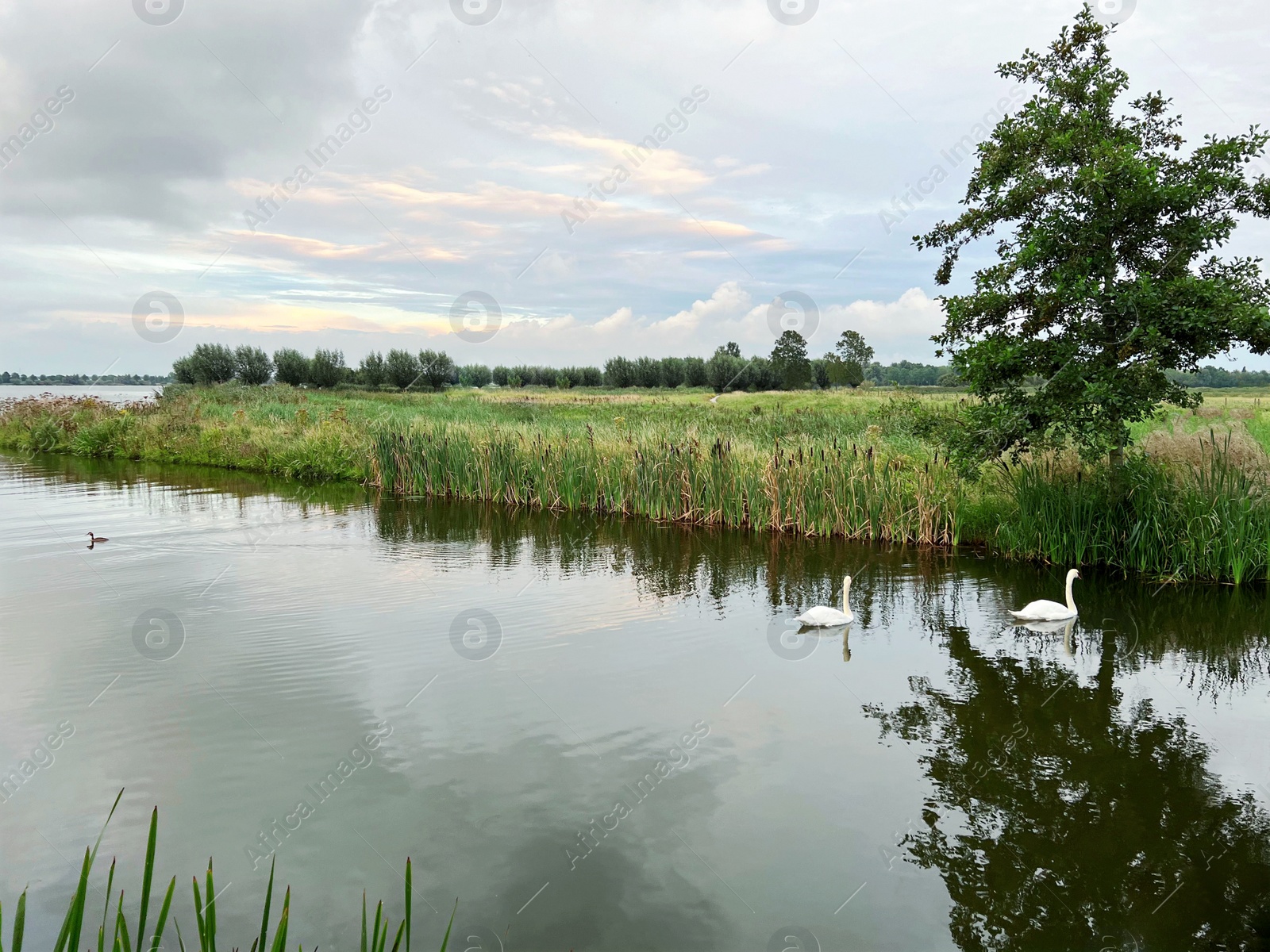 Photo of Beautiful view of swans on river, reeds and cloudy sky