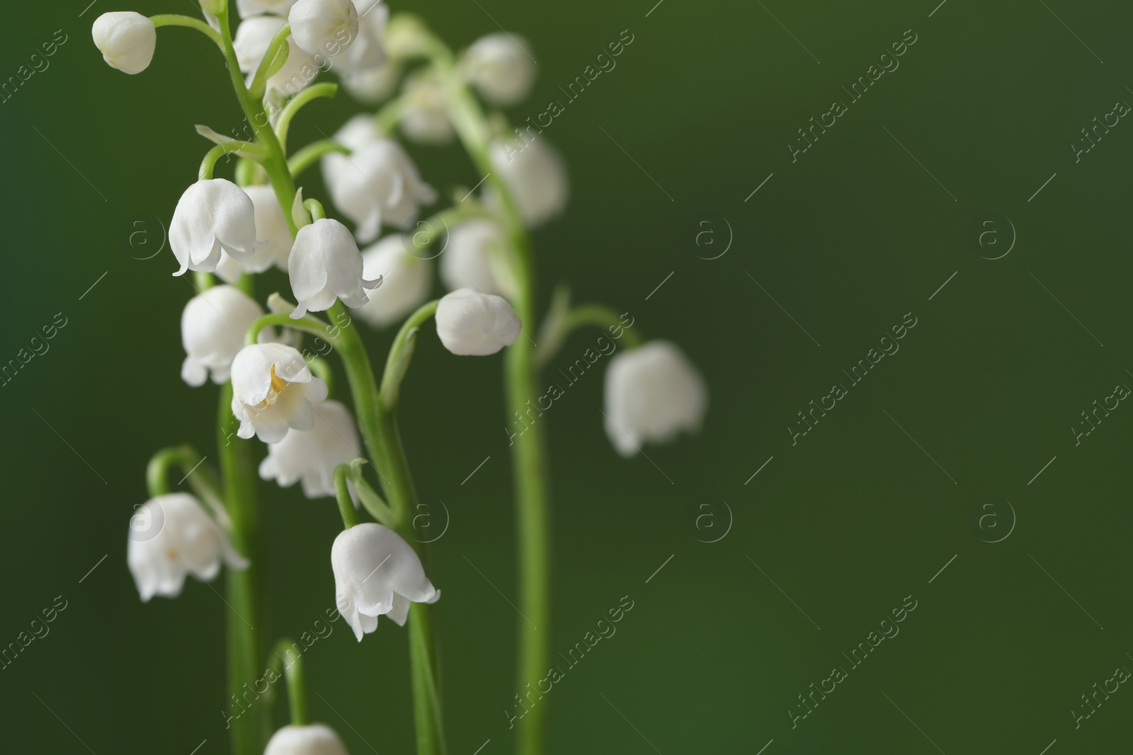 Photo of Beautiful lily of the valley flowers on blurred green background, closeup. Space for text