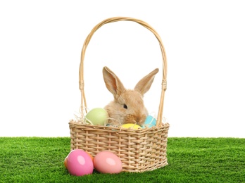 Adorable furry Easter bunny in wicker basket and dyed eggs on green grass against white background