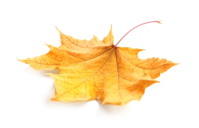 Beautiful autumn leaf on white background. Fall foliage