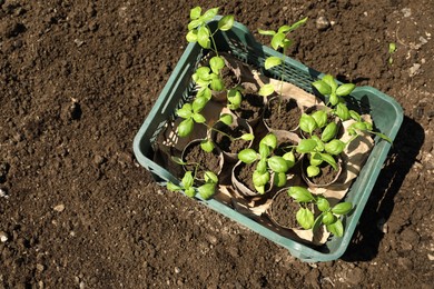 Photo of Beautiful seedlings in crate on ground outdoors, top view. Space for text