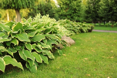 Photo of Picturesque landscape with beautiful green lawn on sunny day. Gardening idea