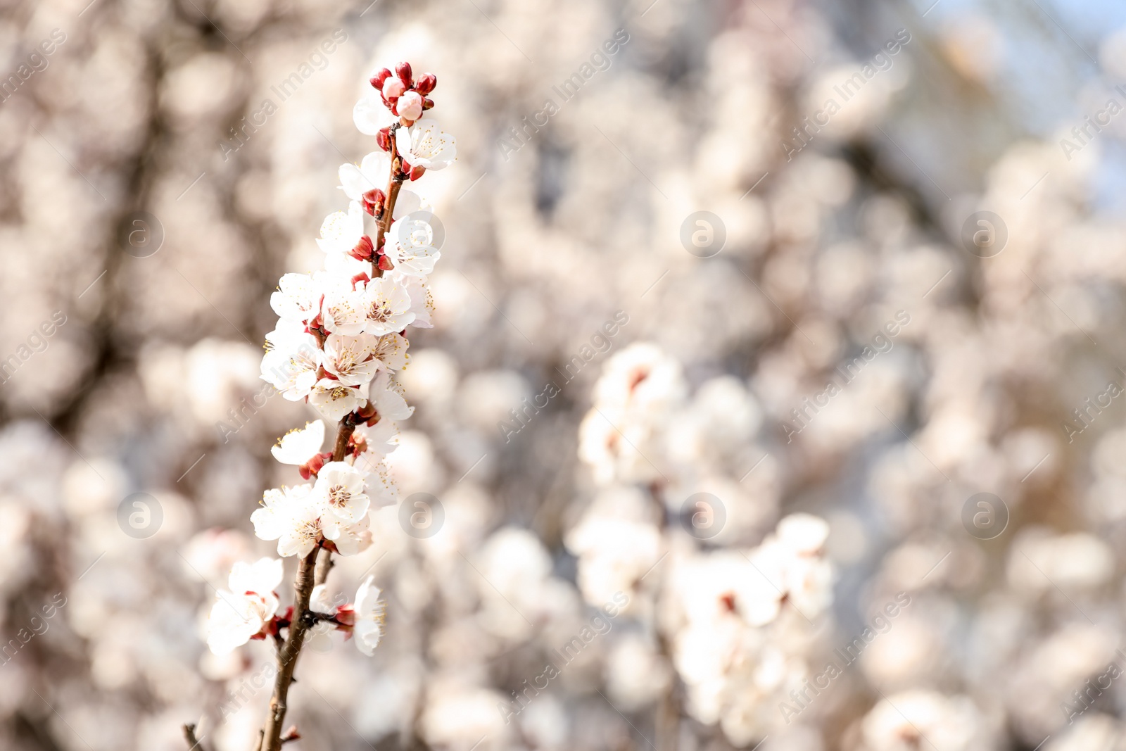 Photo of Beautiful apricot tree branch with tiny tender flowers outdoors, space for text. Awesome spring blossom