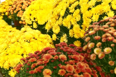 Photo of View of fresh beautiful colorful chrysanthemum flowers