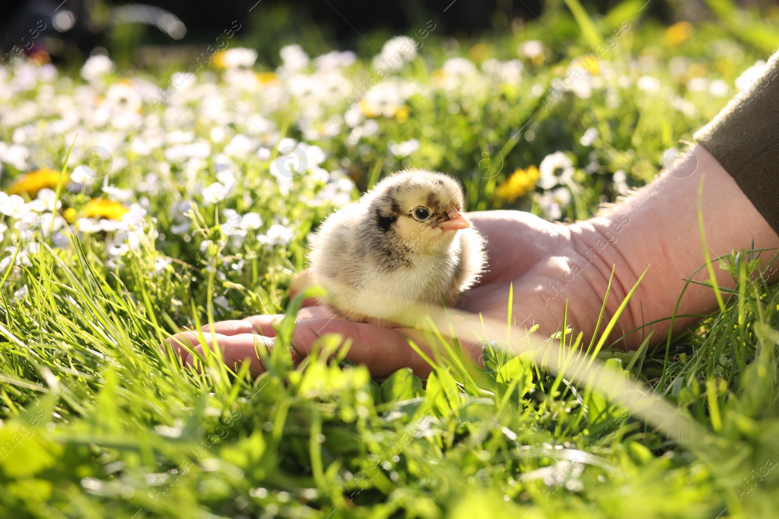 Photo of Man with cute chick on green grass outdoors., closeup. Baby animal