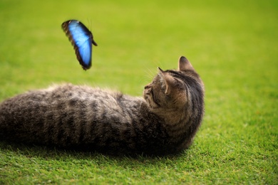 Cute tabby cat with beautiful Blue Morpho butterfly on green grass