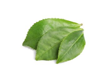 Photo of Green leaves of tea plant isolated on white