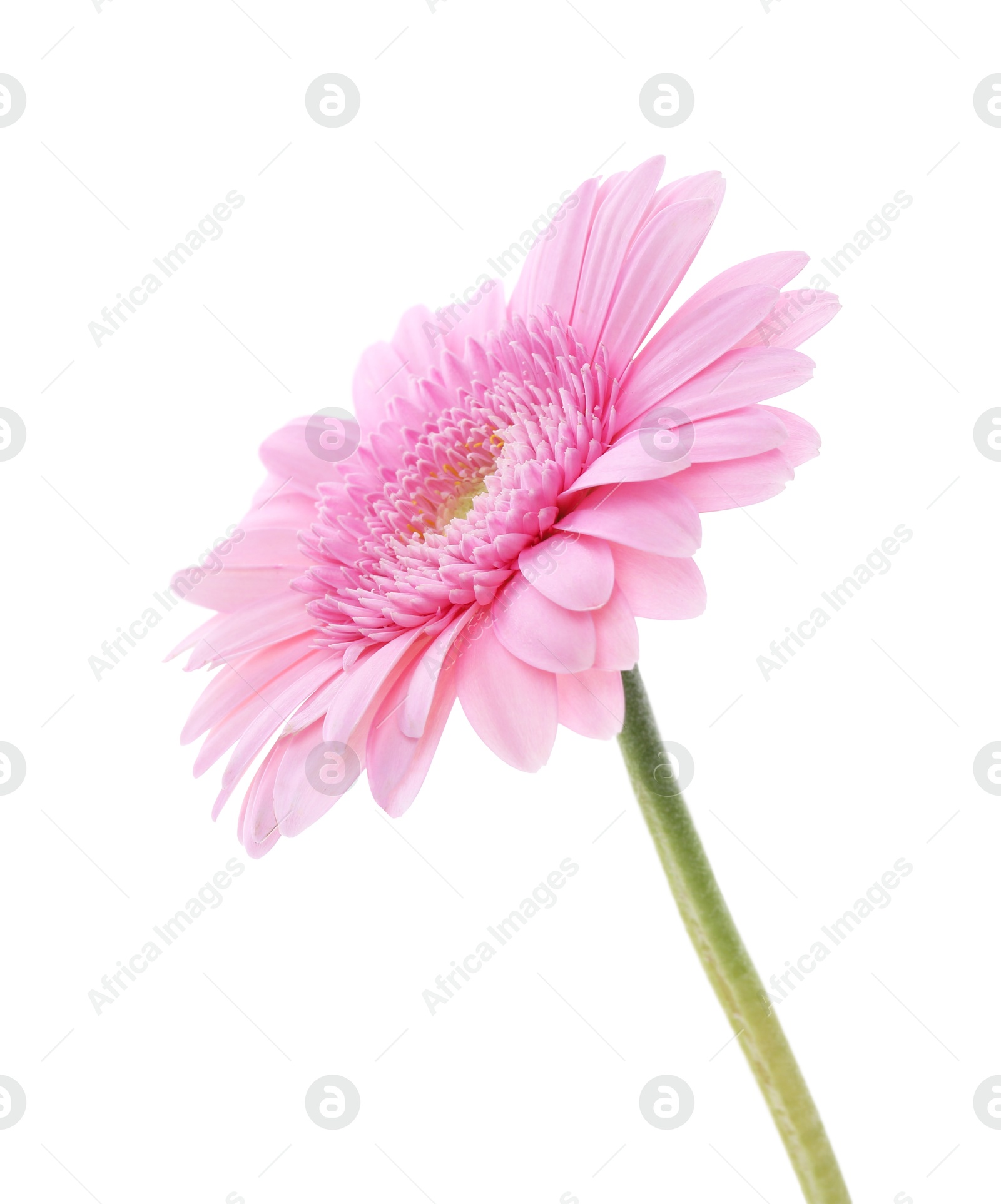 Photo of One beautiful pink gerbera flower isolated on white