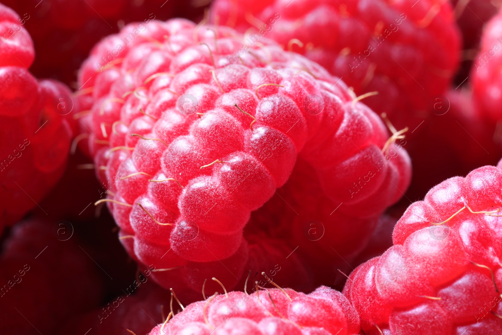 Photo of Many fresh ripe raspberries as background, closeup