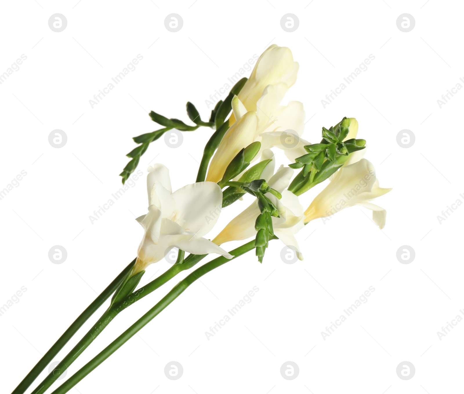 Photo of Beautiful blooming freesia flowers isolated on white