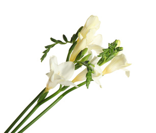 Beautiful blooming freesia flowers isolated on white