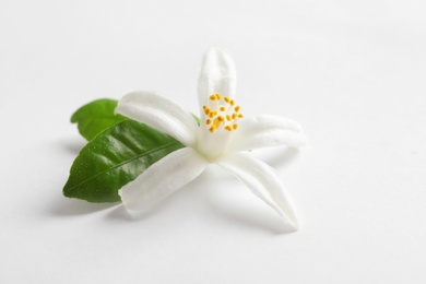 Photo of Beautiful blooming citrus flower and leaves on white background