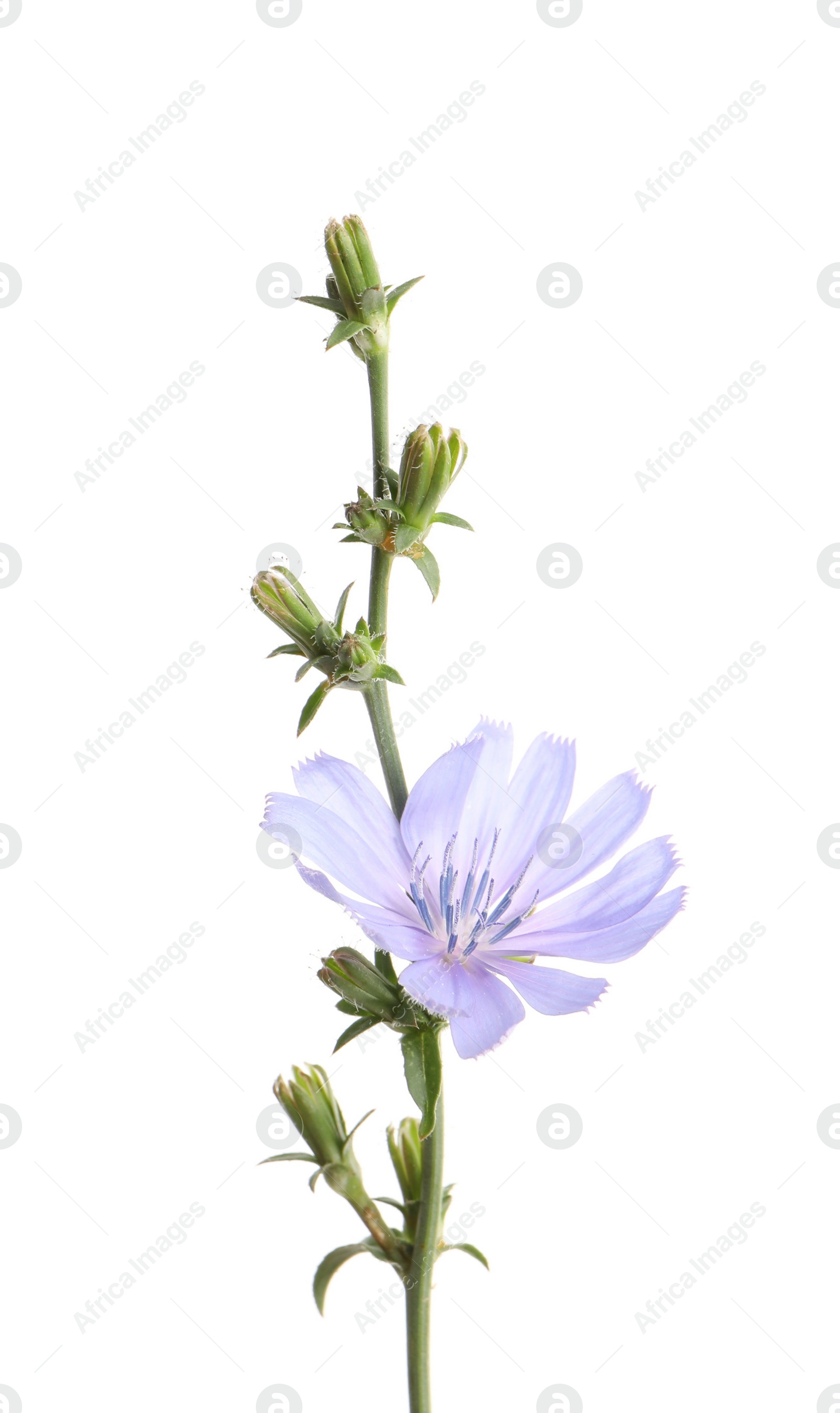 Photo of Beautiful blooming chicory flower isolated on white