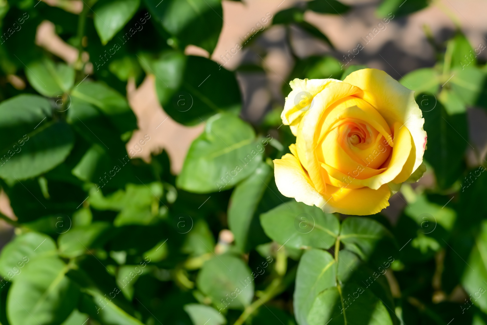 Photo of Bush with beautiful blooming yellow rose in garden on sunny day, closeup. Space for text