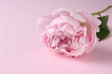Beautiful aromatic peony on pink background, closeup. Space for text