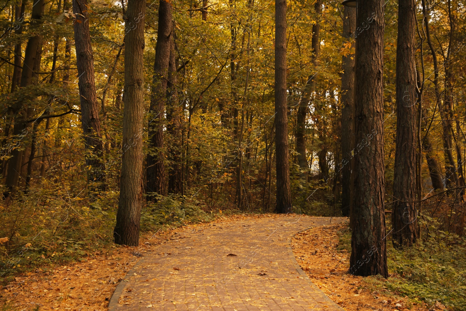 Photo of Many beautiful trees and pathway with fallen leaves in autumn park