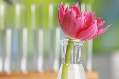 Beautiful pink flower in laboratory glassware against blurred test tubes, closeup. Space for text