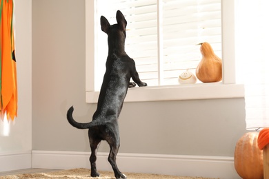 Photo of Cute black dog near window indoors. Halloween celebration
