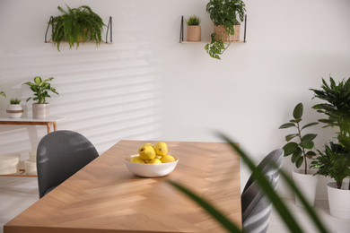 Photo of Ripe quinces on wooden table in room decorated with potted plants. Home design