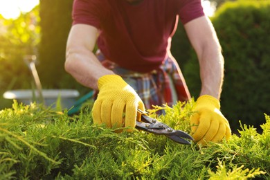 Photo of Man cutting bush outdoors on sunny day, closeup. Gardening time