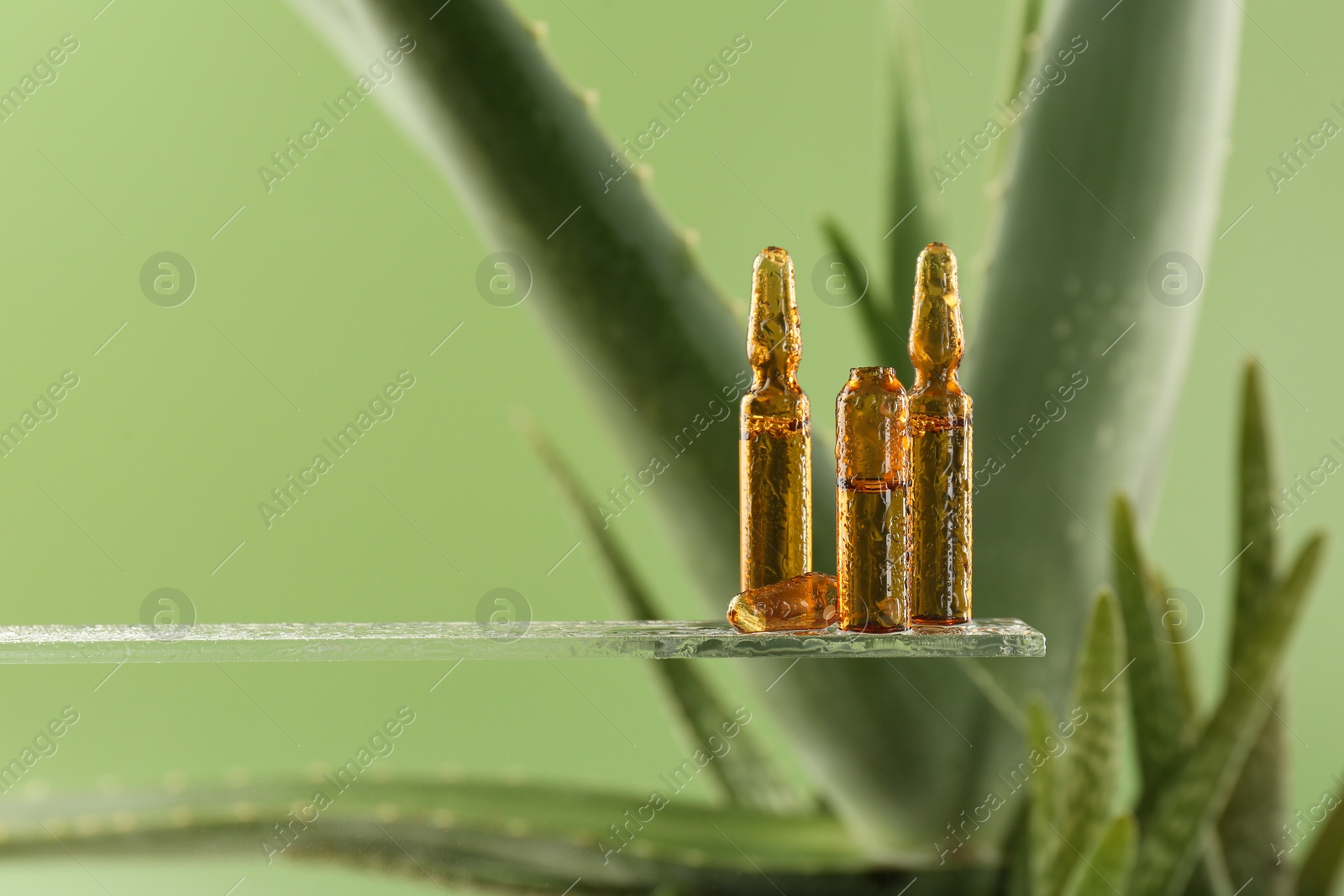 Photo of Wet skincare ampoules near aloe vera on light green background, closeup. Space for text