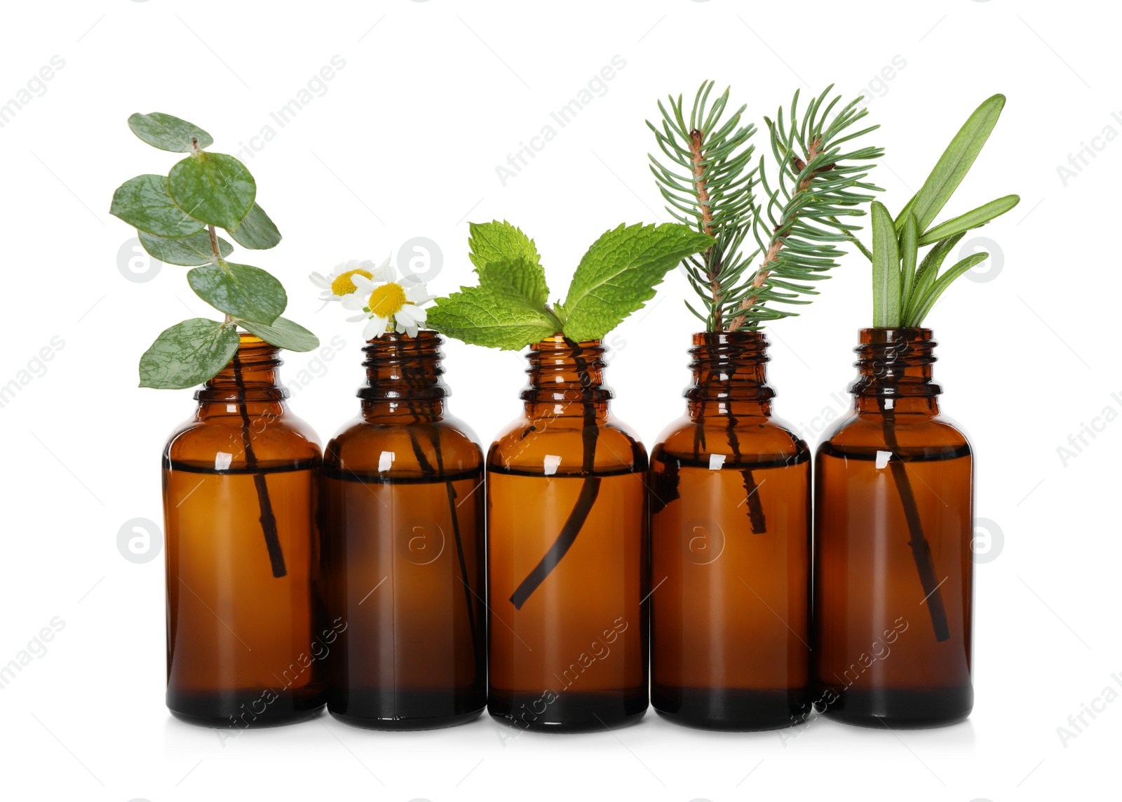 Photo of Glass bottles of different essential oils with plants on white background