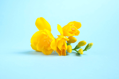 Photo of Beautiful blooming yellow freesias on light blue background