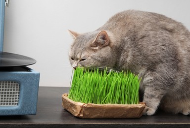 Cute cat near fresh green grass on wooden desk indoors