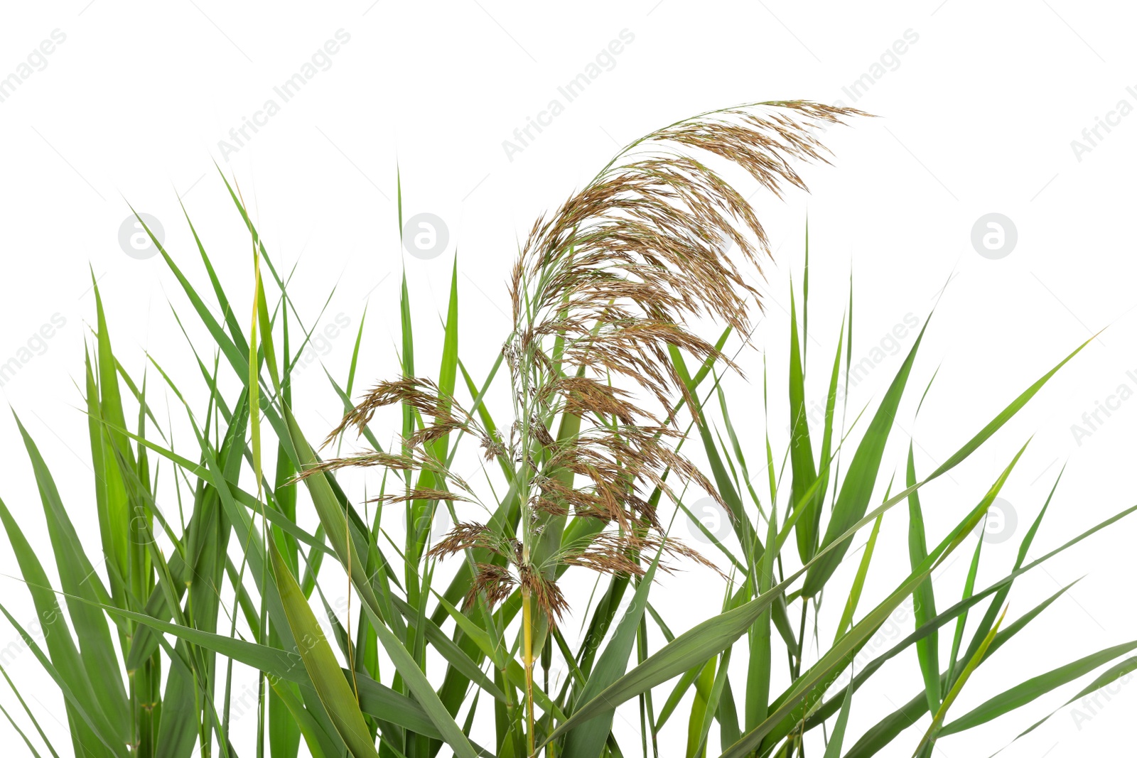 Photo of Beautiful reeds with lush green leaves and seed head on white background, closeup