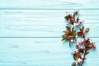 Photo of Beautiful blossoming branch on wooden background