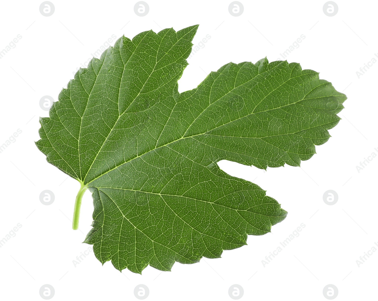 Photo of Fresh green hop leaf isolated on white